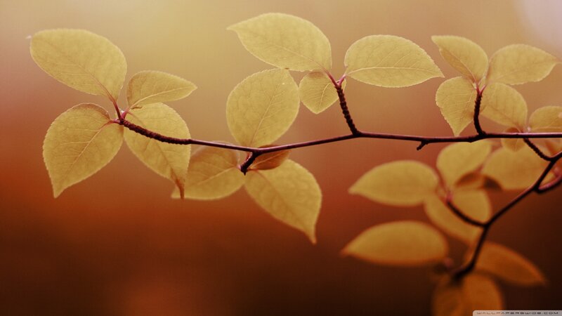 Branch with Yellow Leaves — Serene