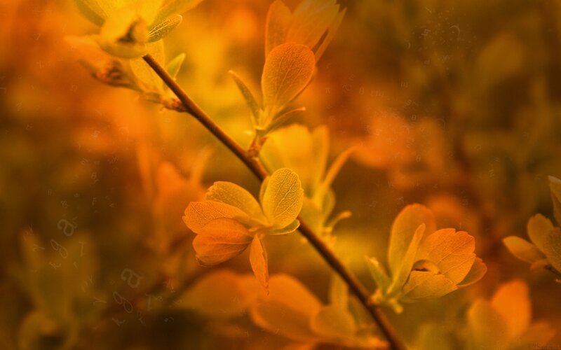 Branch with Yellow Leaves — Warm
