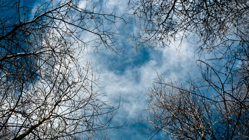 Branches against blue sky