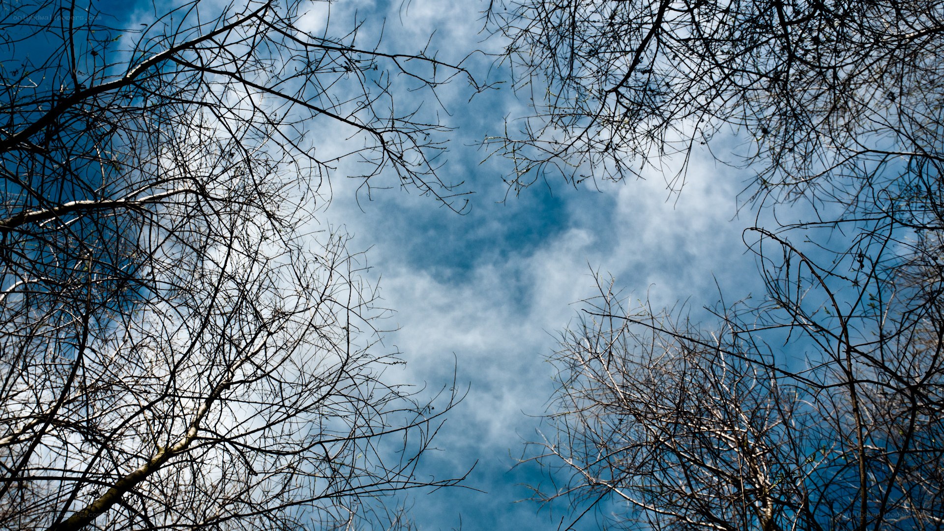 Branches against blue sky