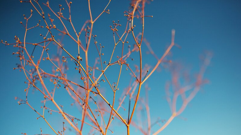 Branches against blue sky