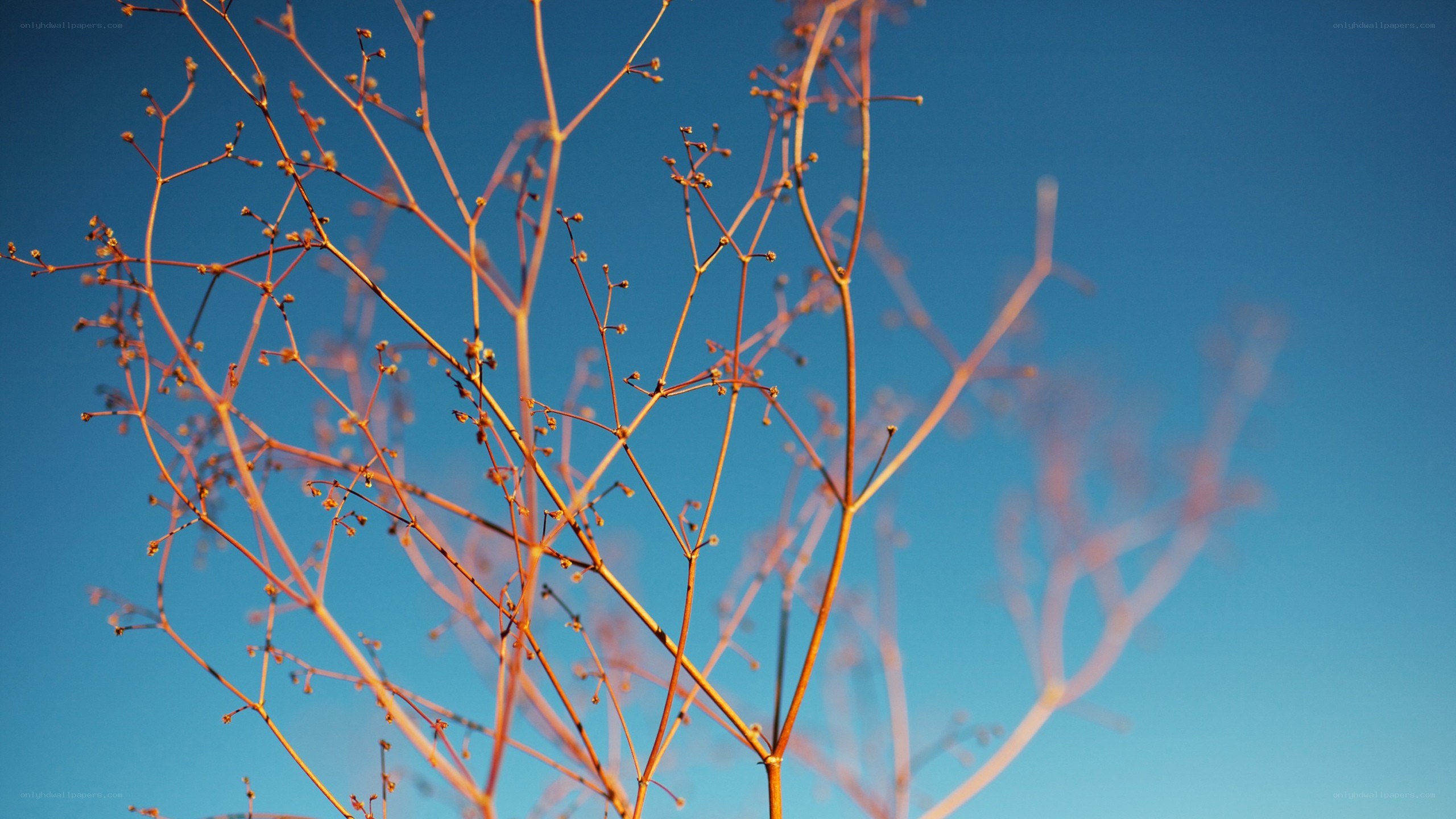 Branches against blue sky