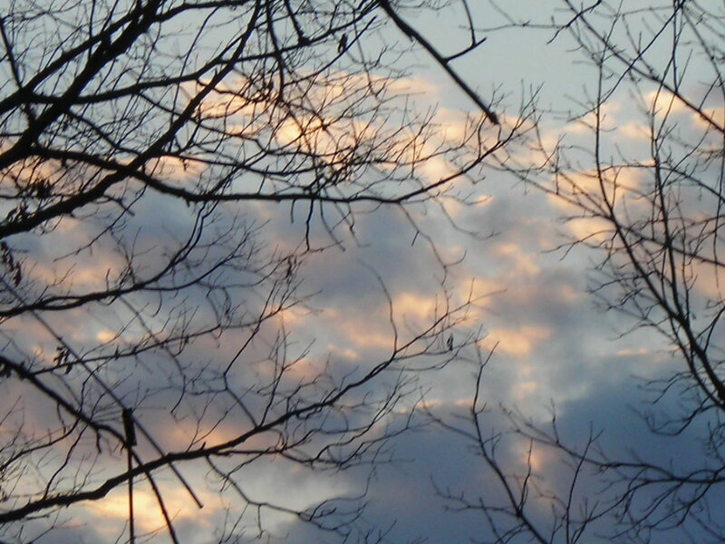 Branches against sunset sky