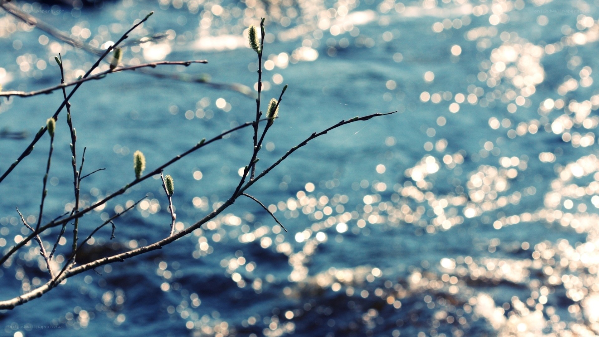 Branches by the water
