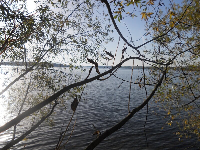 Branches framing a lake view
