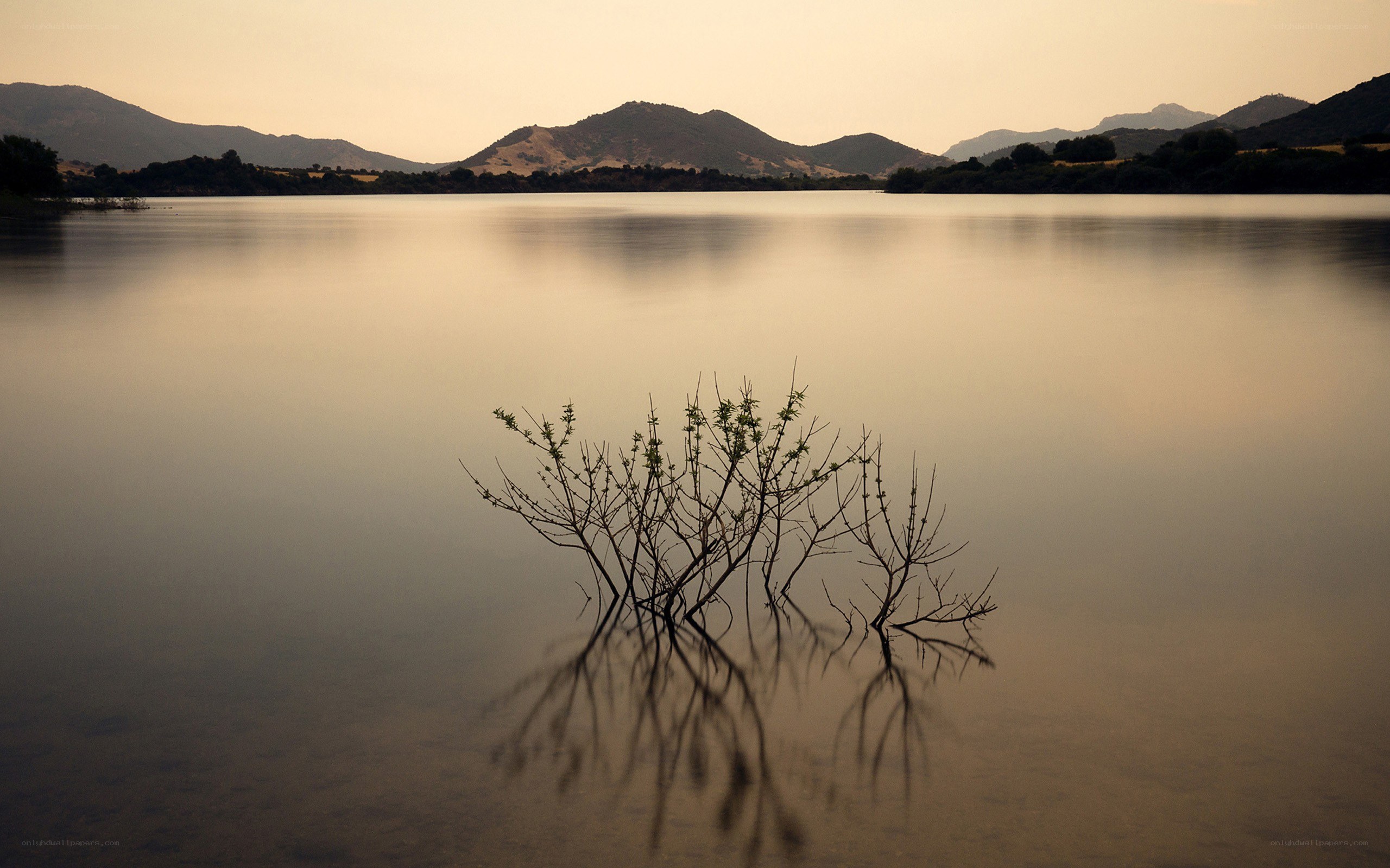 Branches in a calm lake