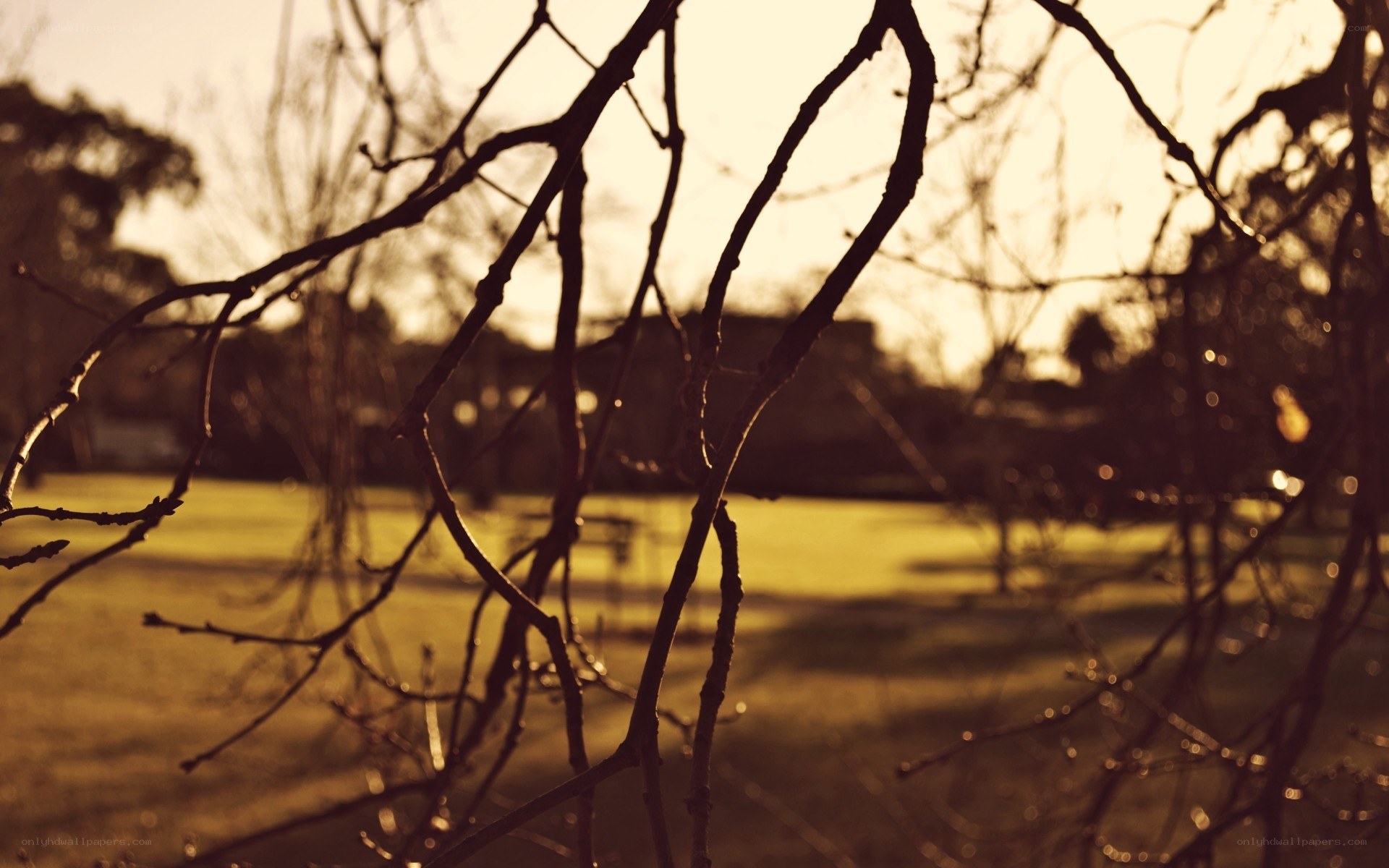 Branches in golden light