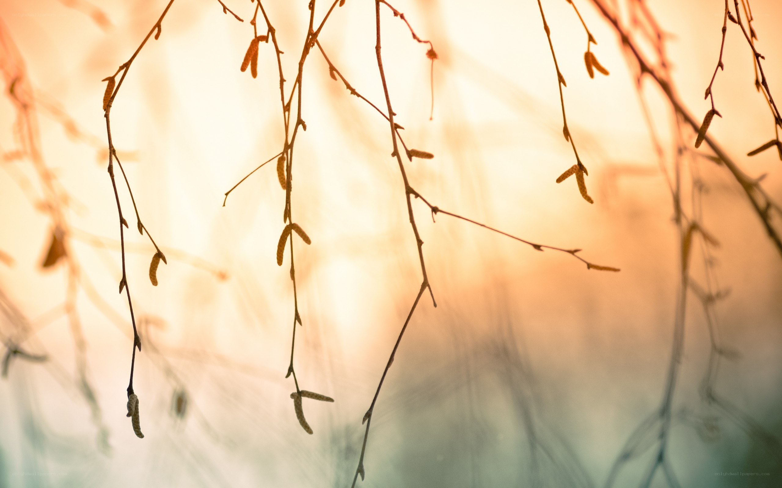 Branches in golden light