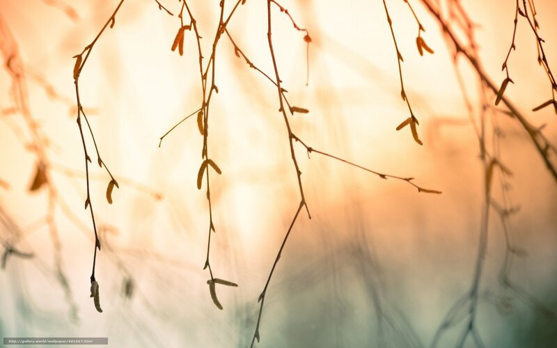 Branches in golden light