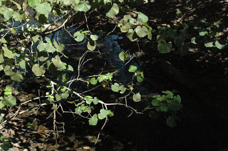 Branches over a stream