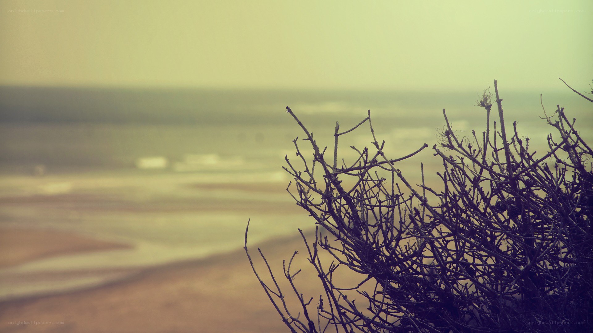Branches overlooking the ocean