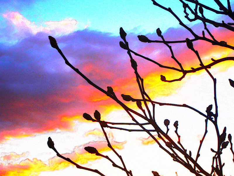 Branches silhouetted against a colorful sky