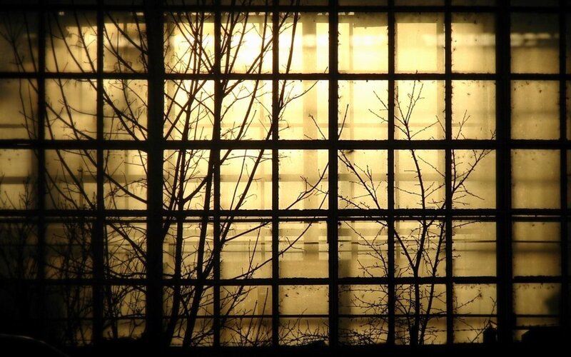 Branches silhouetted against a window