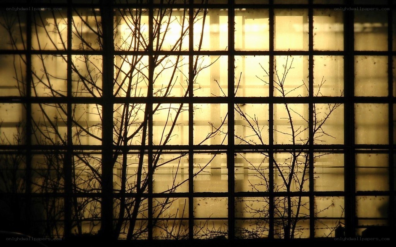 Branches silhouetted against a window