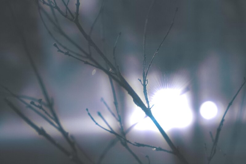 Branches silhouetted against bright lights