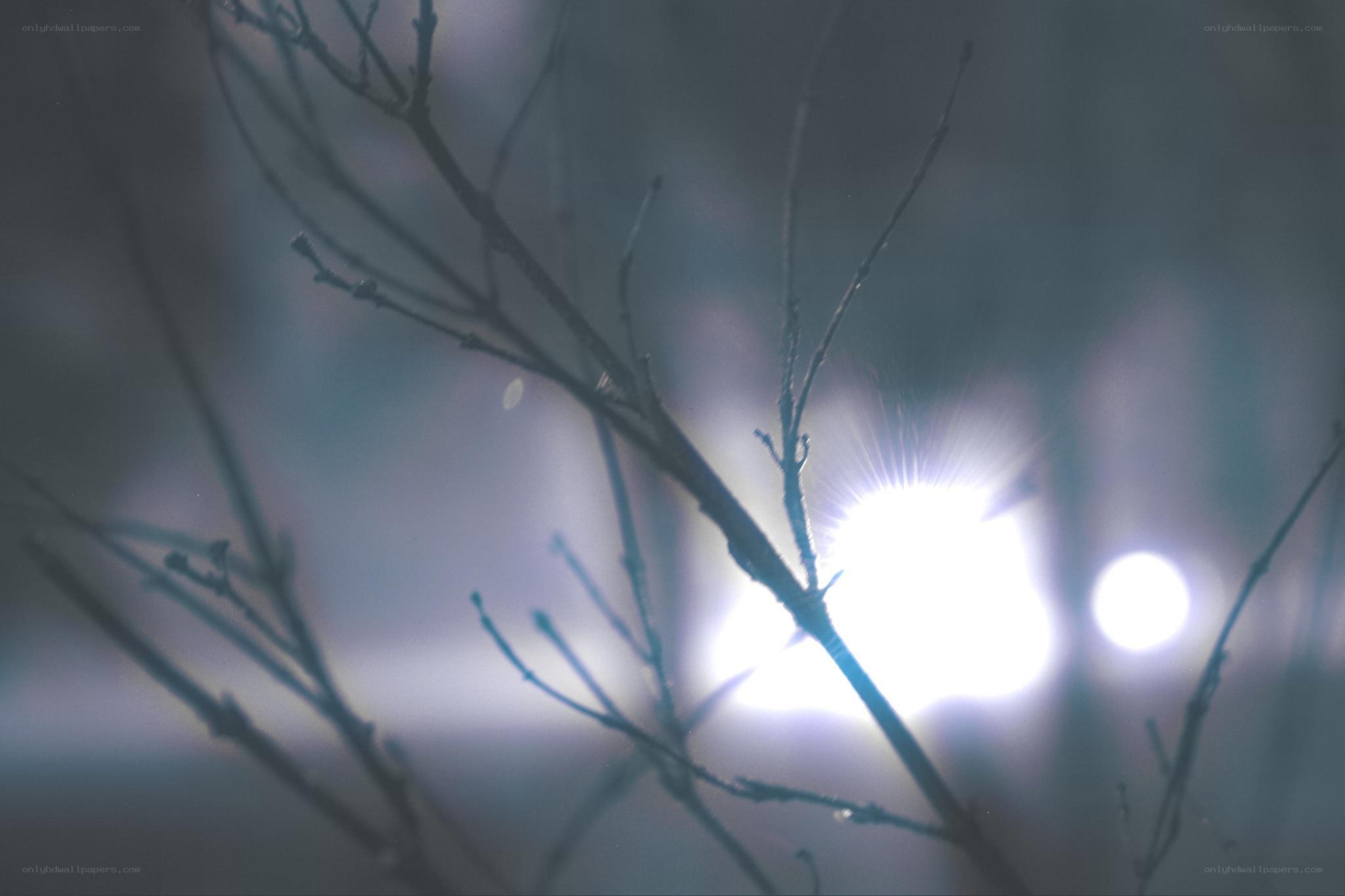 Branches silhouetted against bright lights