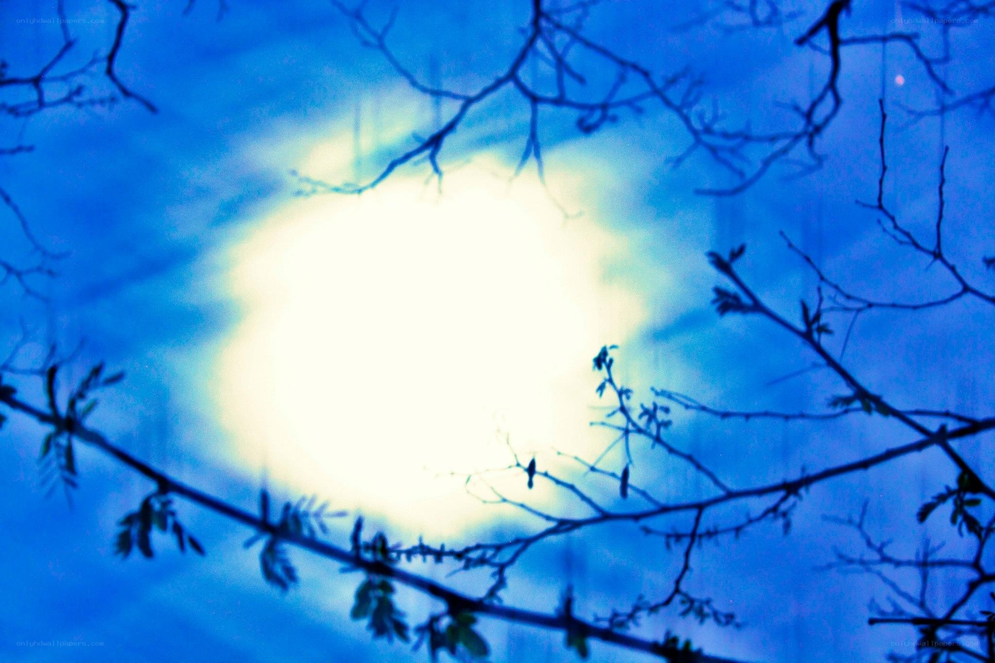 Branches silhouetted against bright sky