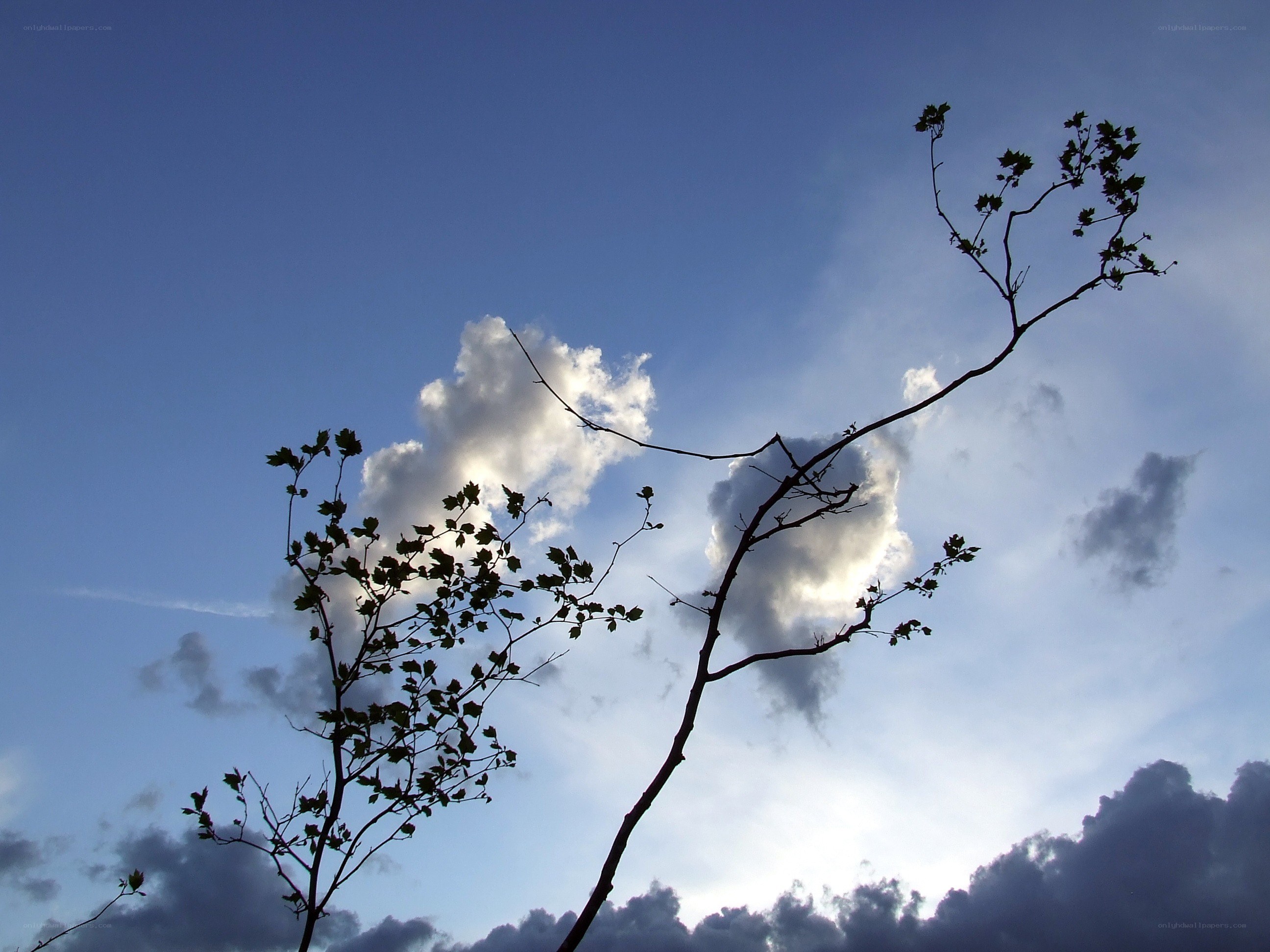 Branches silhouetted against clouds