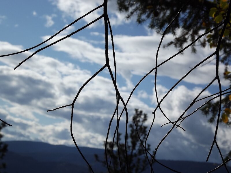 Branches silhouetted against sky