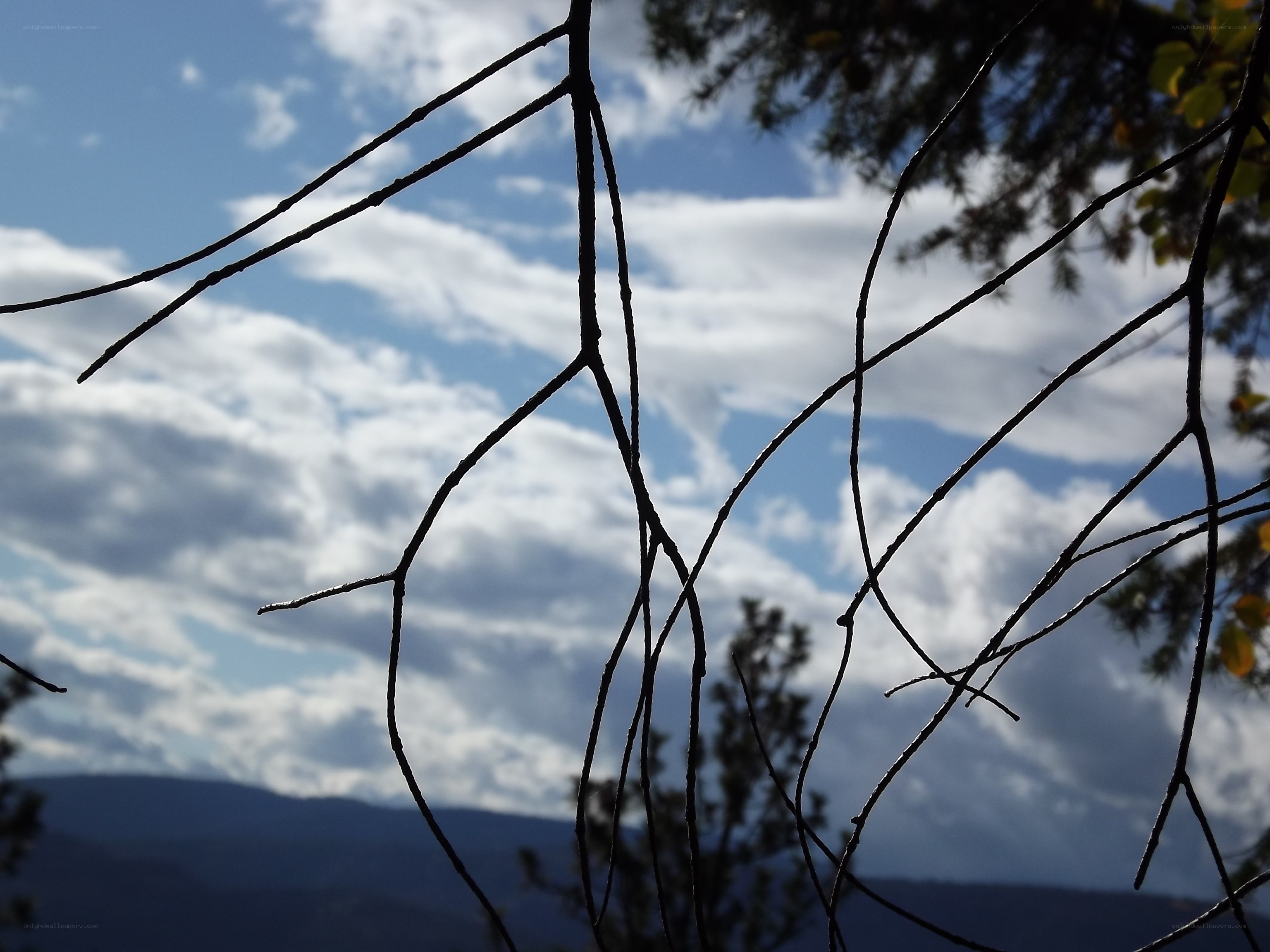Branches silhouetted against sky