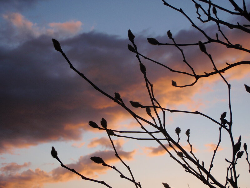 Branches silhouetted against sunset