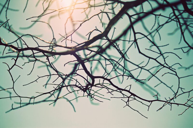 Branches silhouetted against the sky