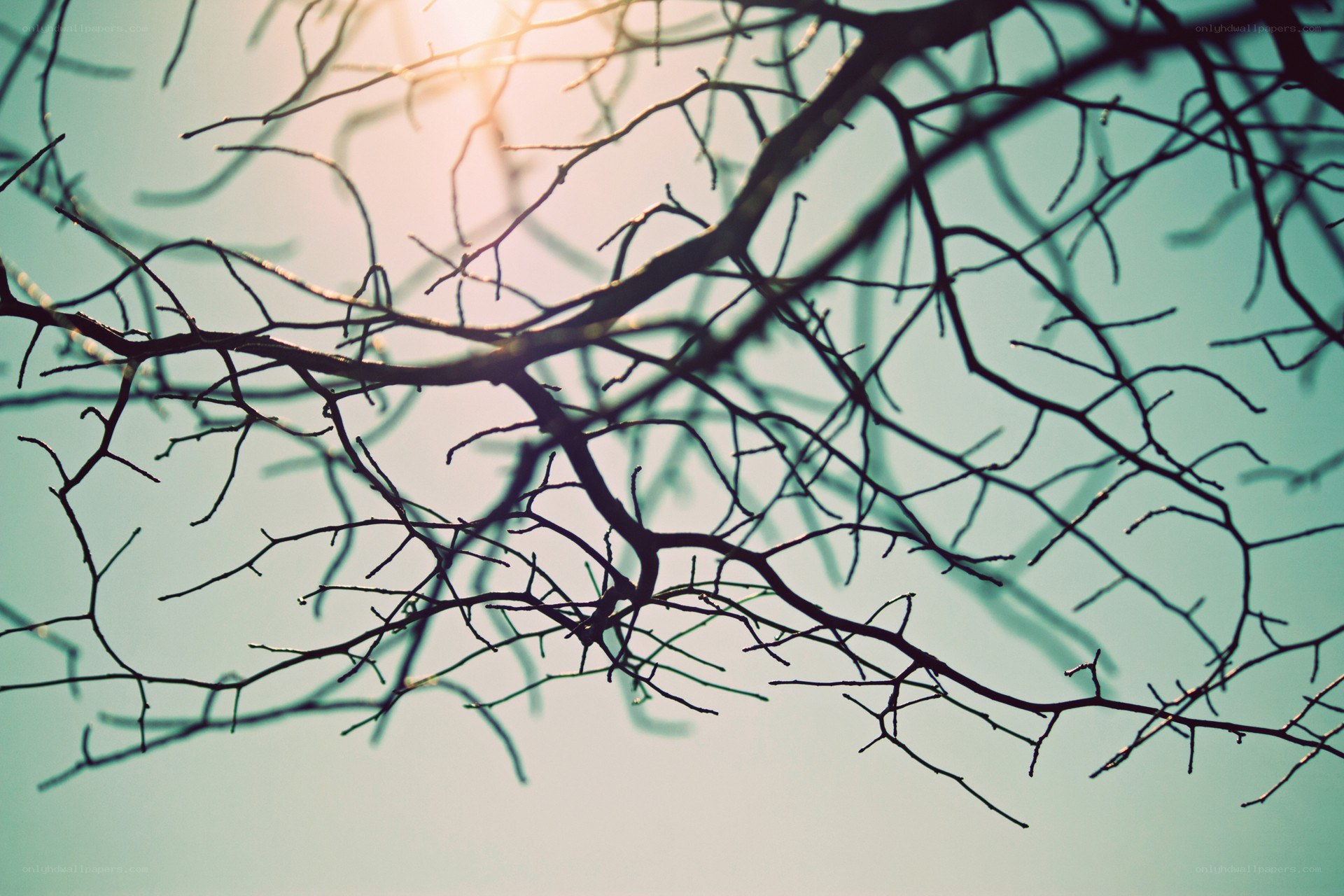Branches silhouetted against the sky