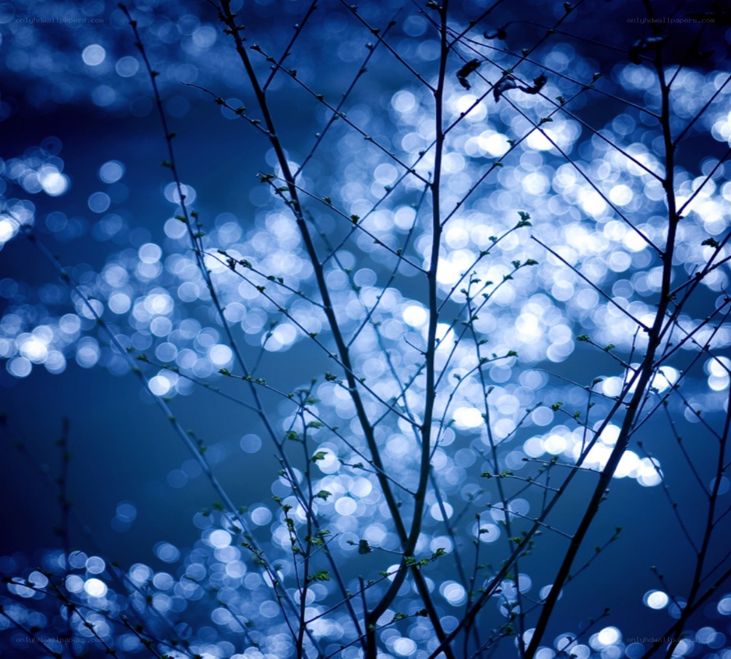 Branches silhouetted against water