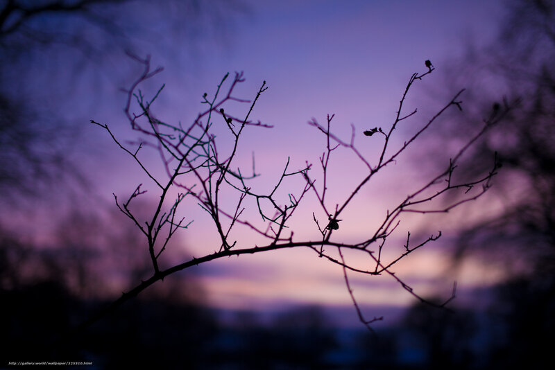Branches Silhouetted at Dusk