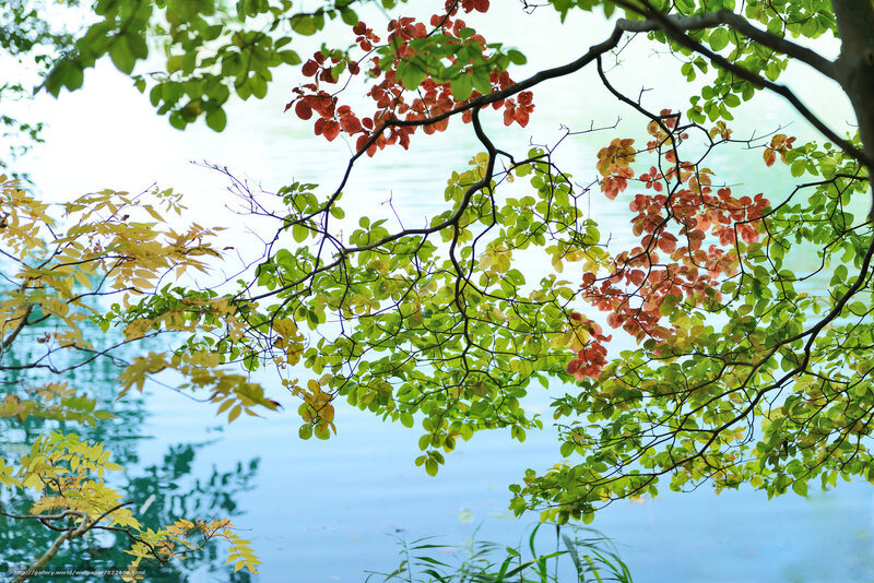 Branches with autumn leaves over water