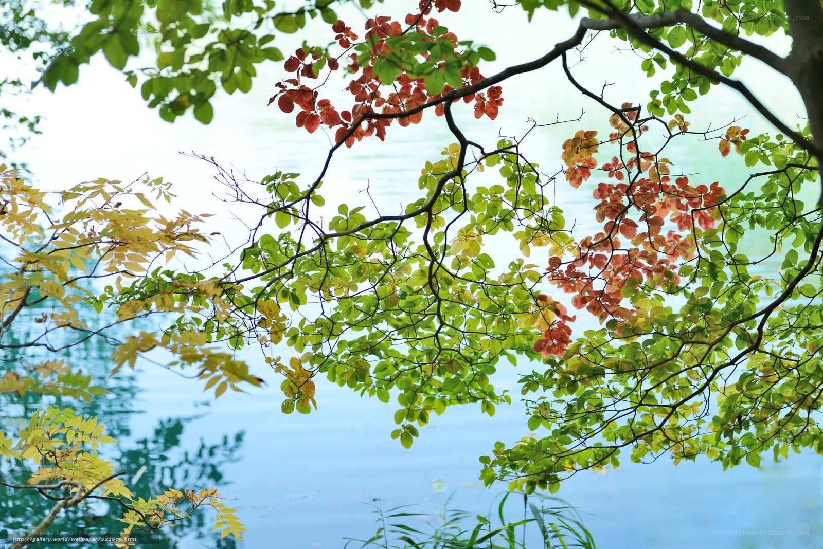 Branches with autumn leaves over water