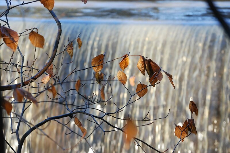 Branches with Autumn Leaves