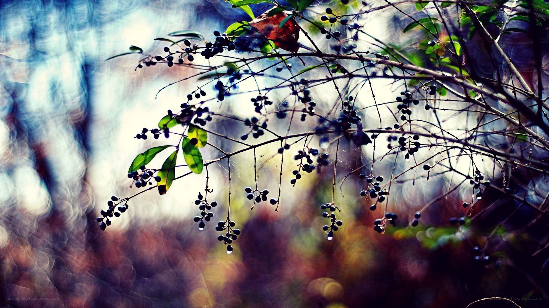 Branches with berries in sunlight
