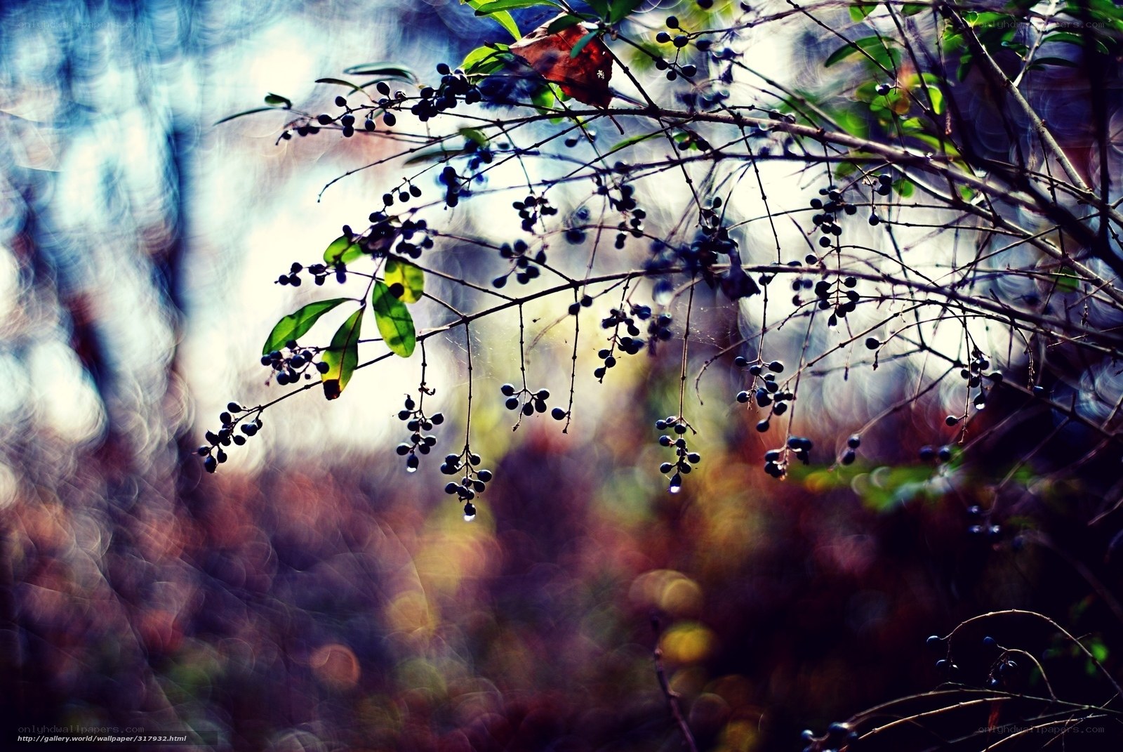 Branches with berries in sunlight