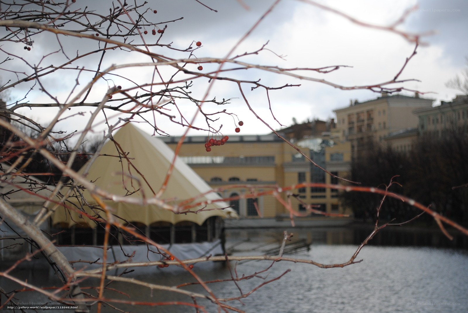 Branches with berries in winter