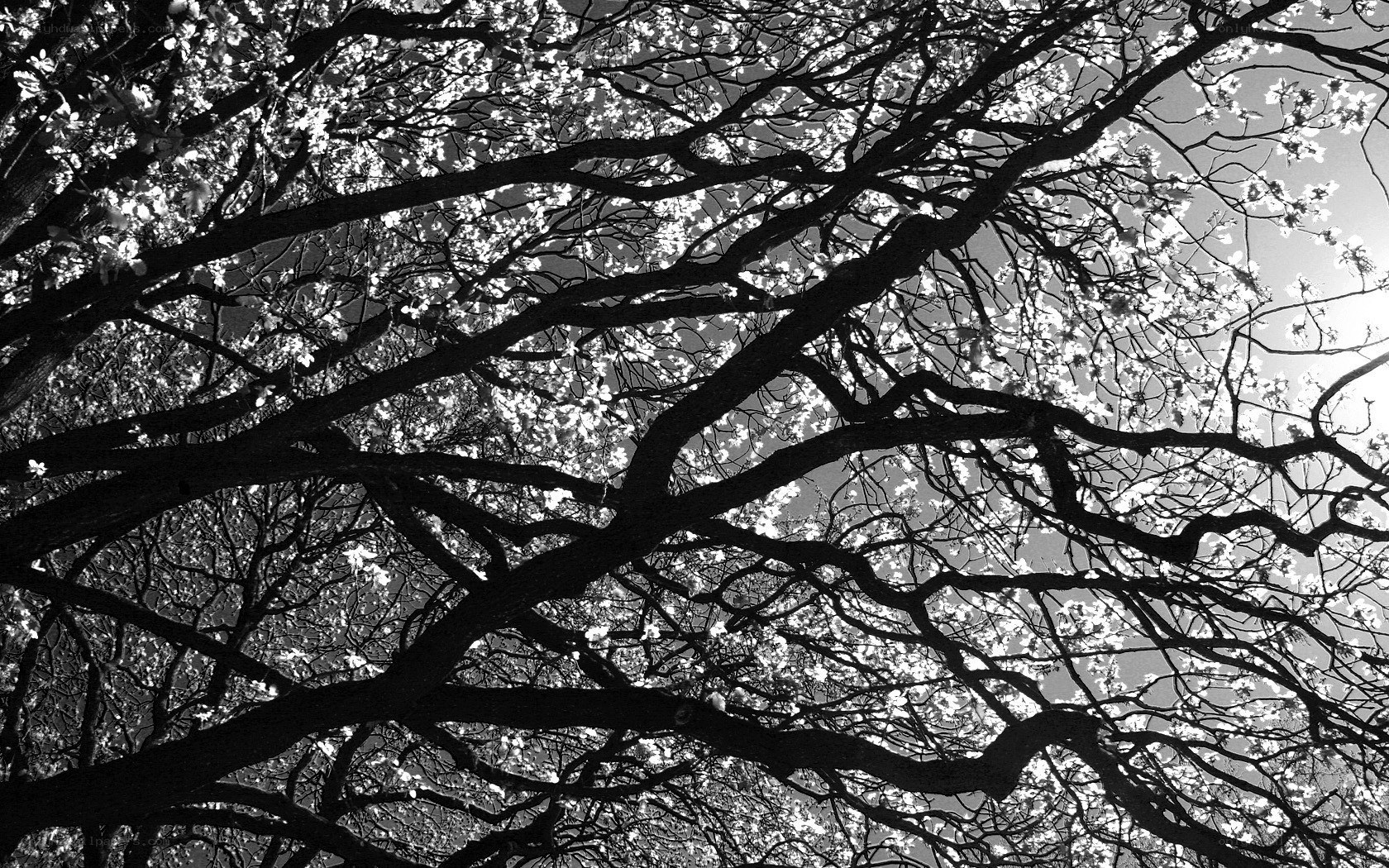 Branches with blossoms