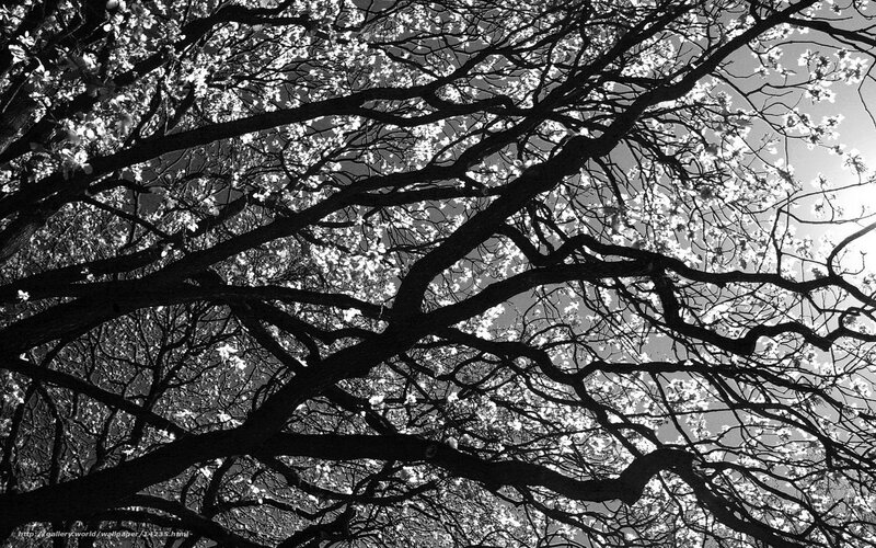 Branches with blossoms