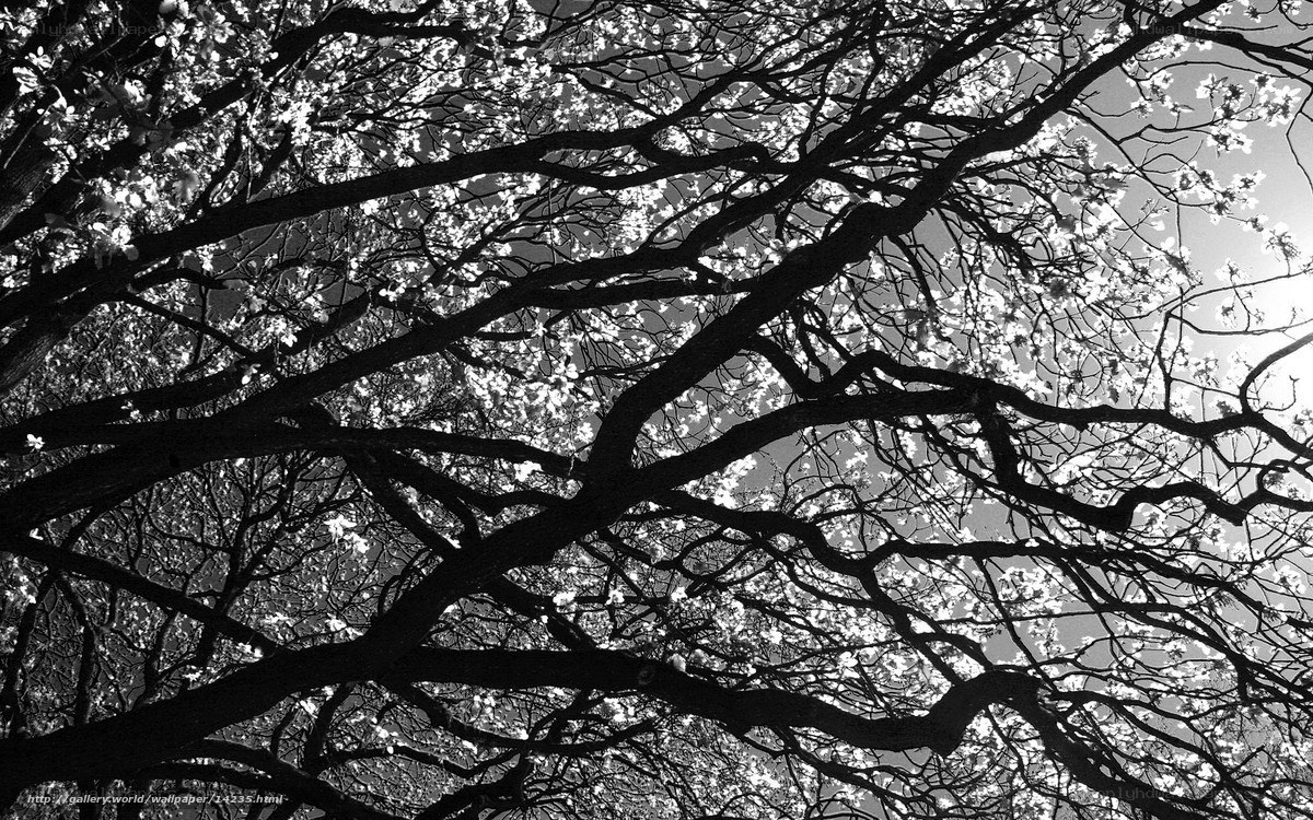 Branches with blossoms