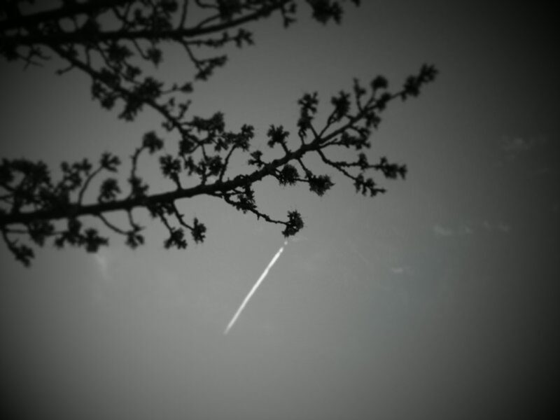 Branches with contrail in sky