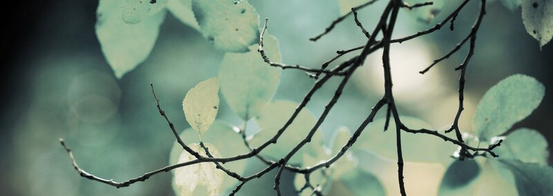 Branches with green leaves
