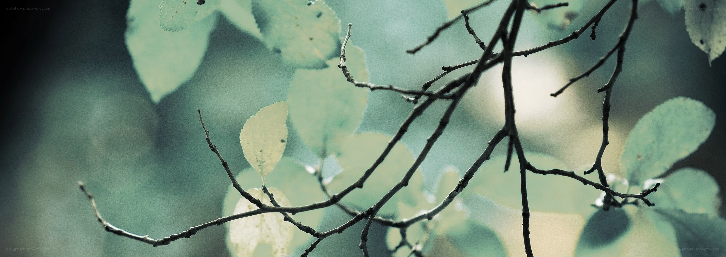 Branches with green leaves