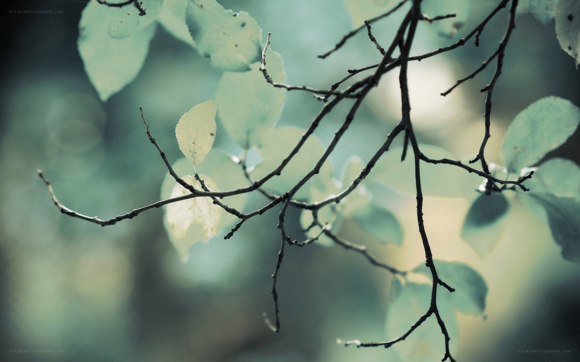 Branches with green leaves