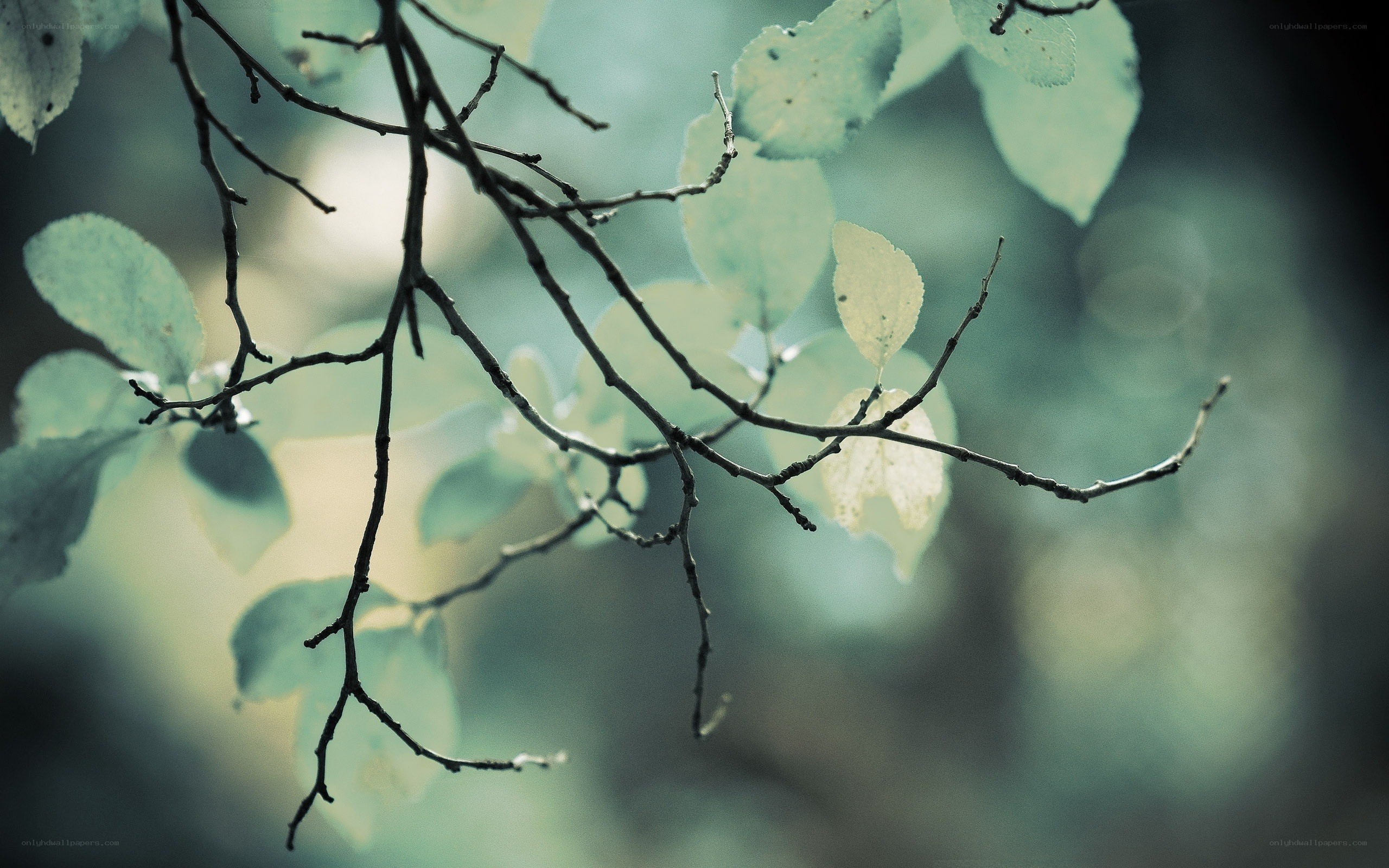 Branches with green leaves