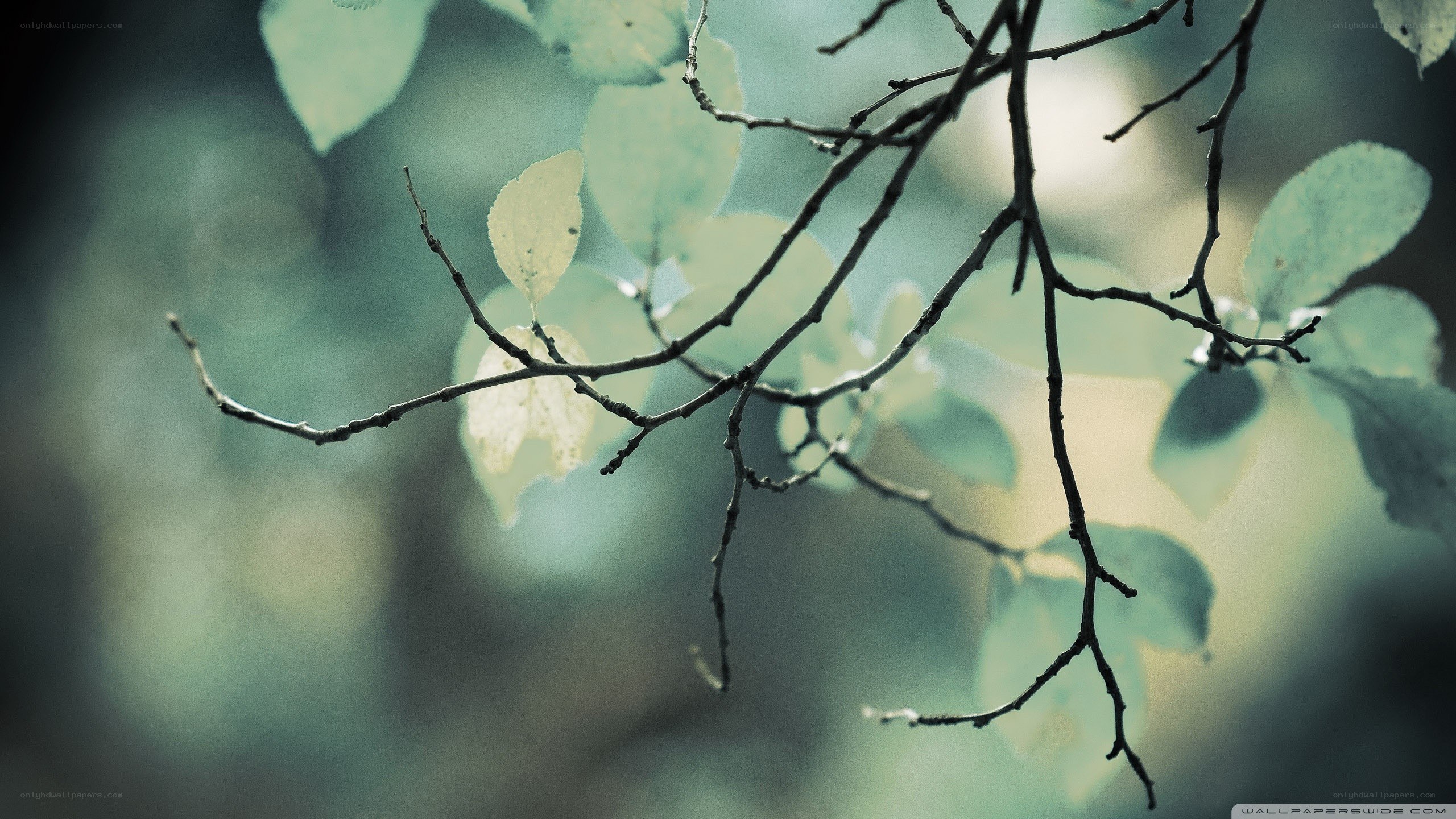 Branches with green leaves