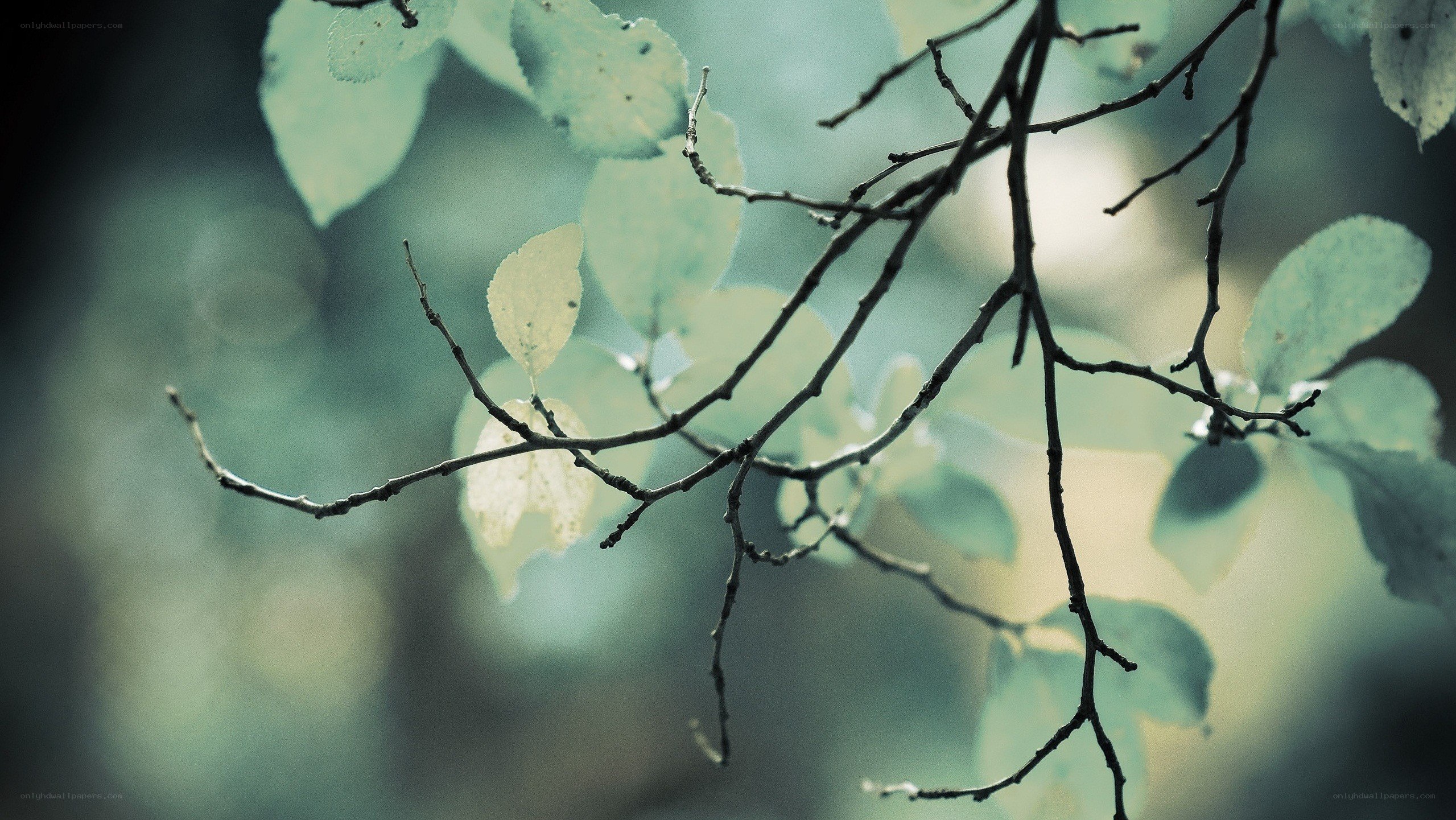 Branches with green leaves