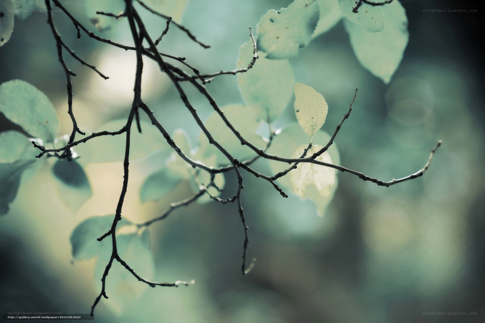 Branches with green leaves