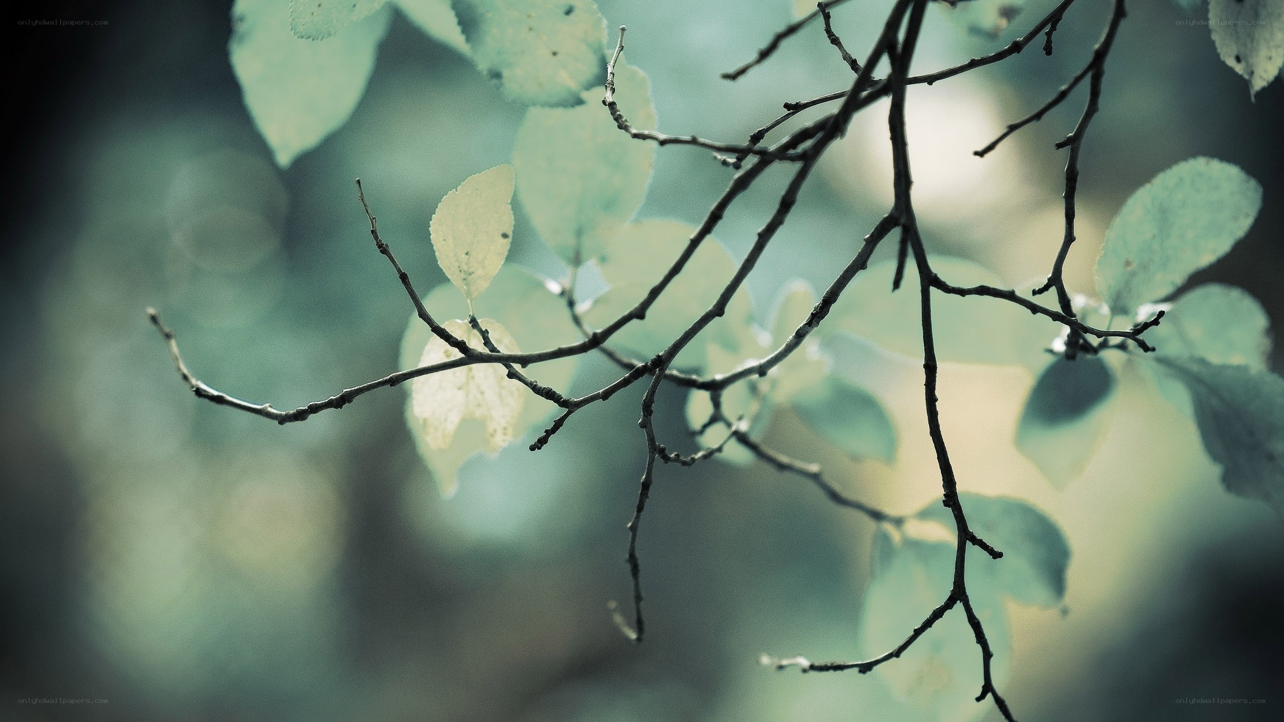 Branches with green leaves