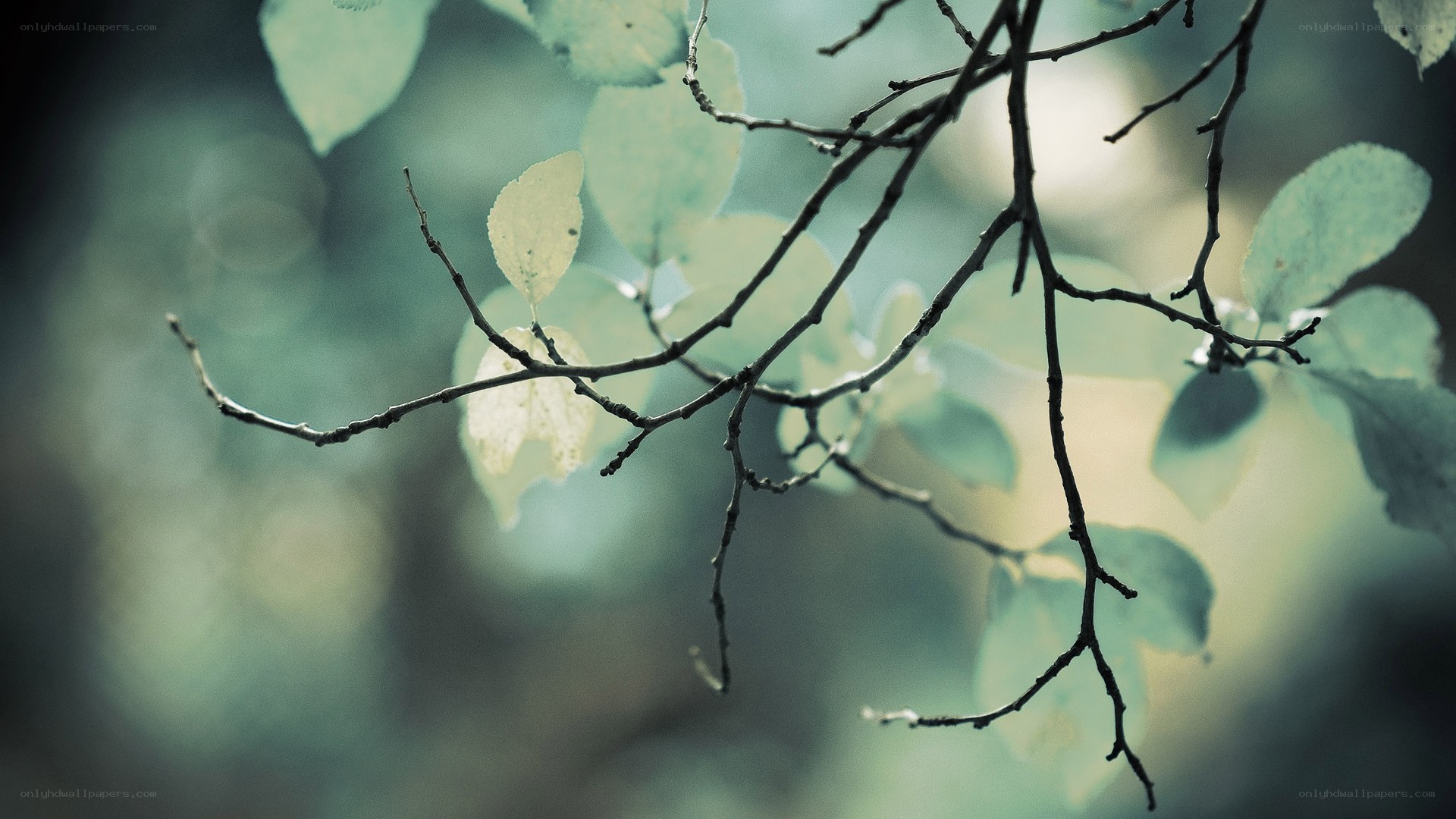Branches with green leaves