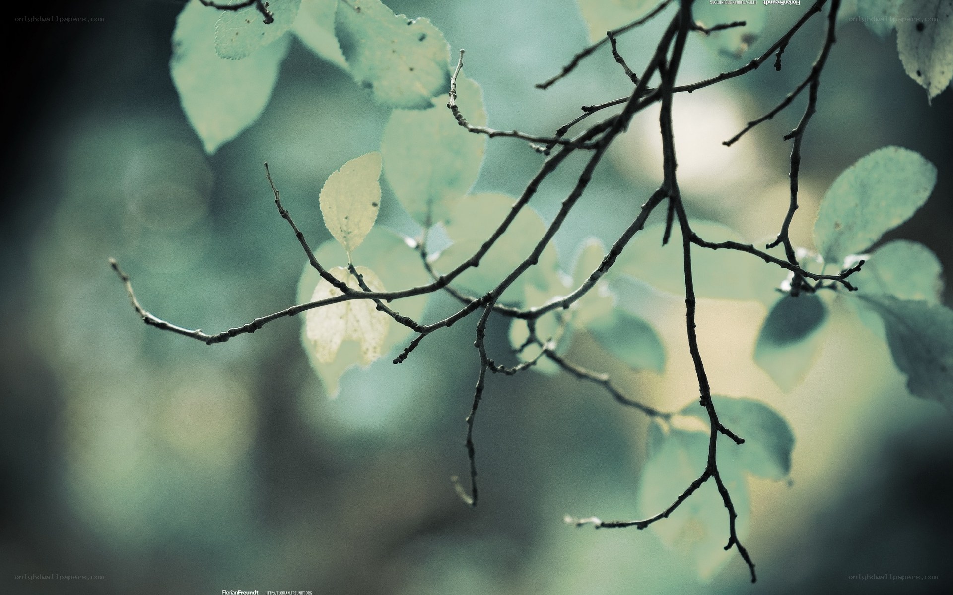 Branches with green leaves
