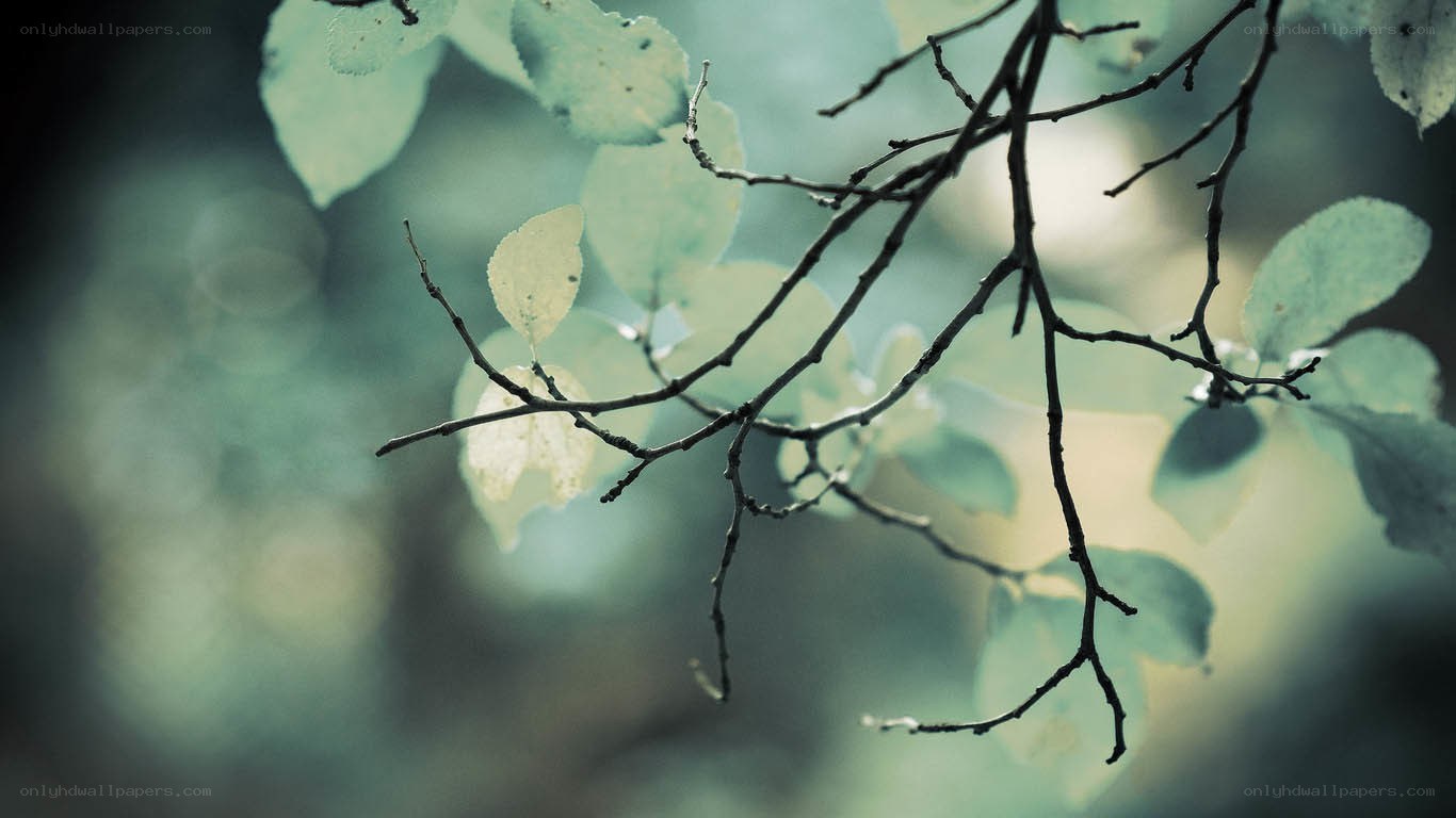 Branches with green leaves